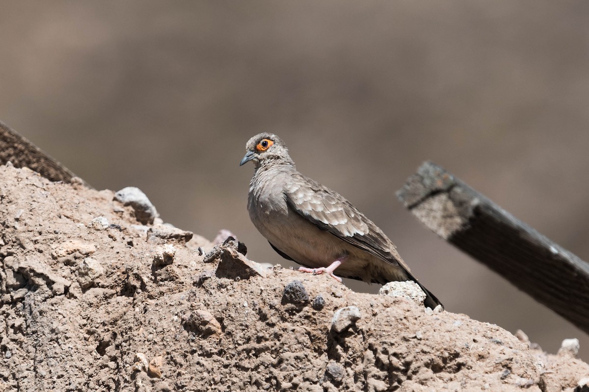 Bare-faced Ground Dove - Kenneth Pinnow