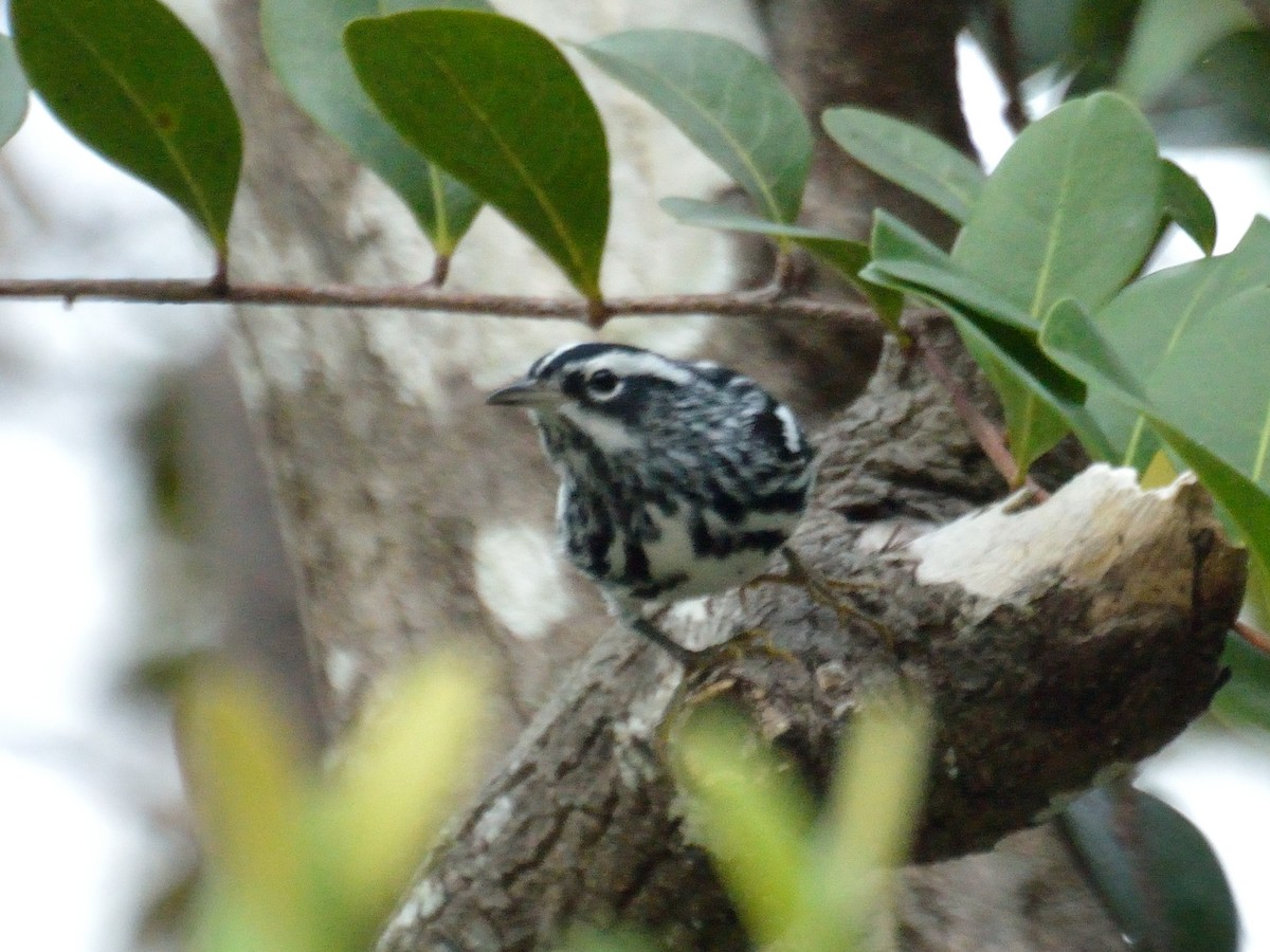 Black-and-white Warbler - Bente Torvund
