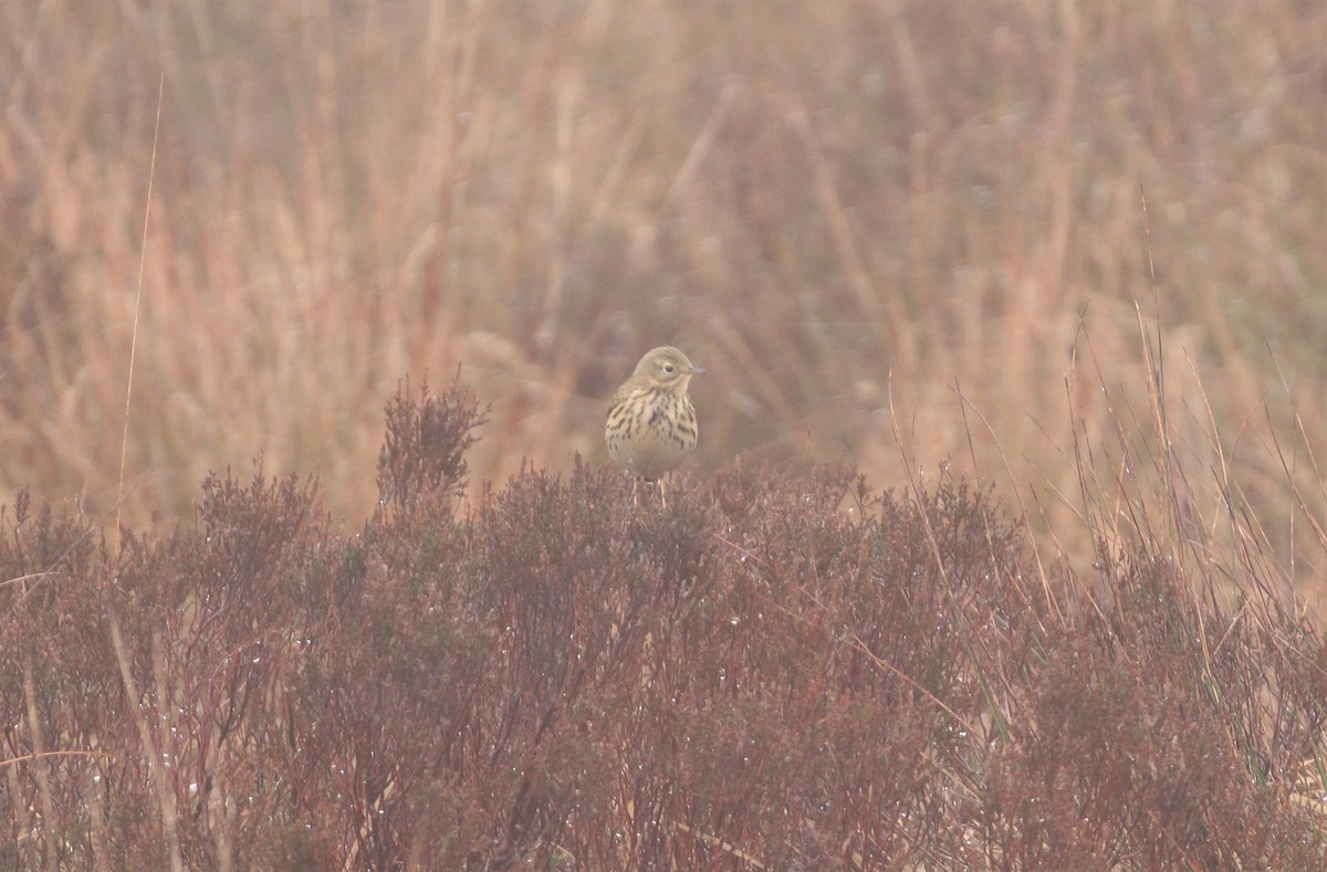 Meadow Pipit - ML194377491
