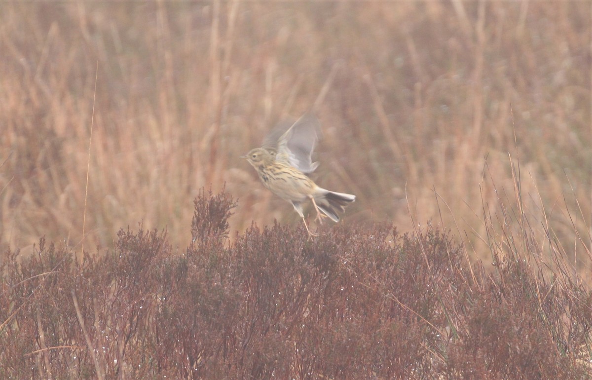Meadow Pipit - ML194377501