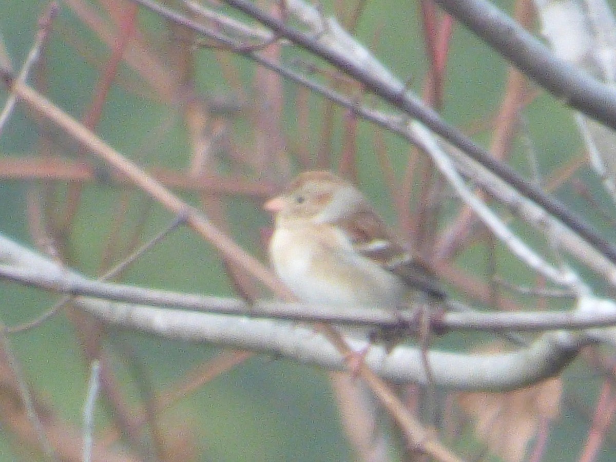 Field Sparrow - ML194378121