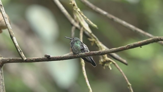 Purple-chested Hummingbird - ML194382371
