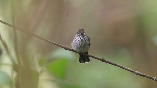Tooth-billed Hummingbird - ML194384341