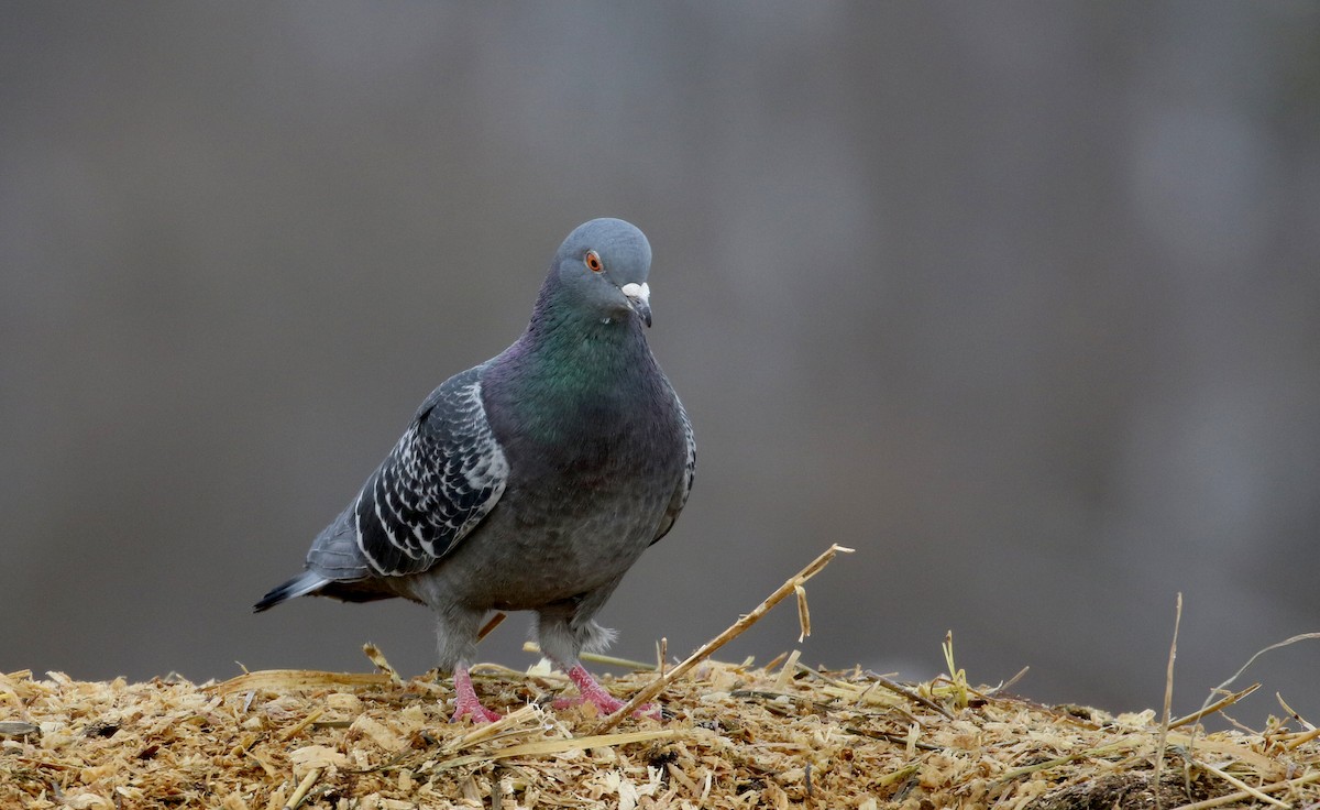 Rock Pigeon (Feral Pigeon) - ML194388271