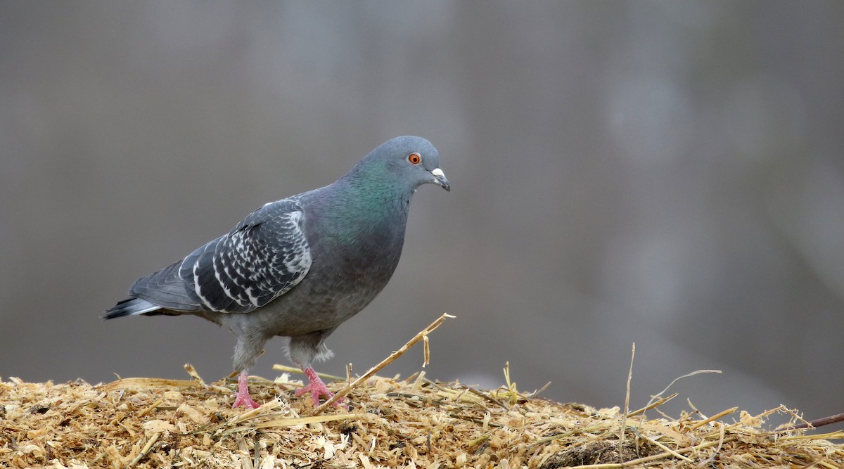 Rock Pigeon (Feral Pigeon) - ML194388321