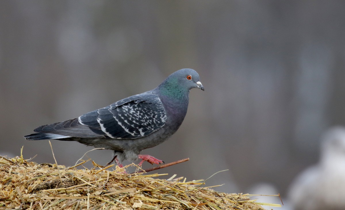 Rock Pigeon (Feral Pigeon) - ML194388331