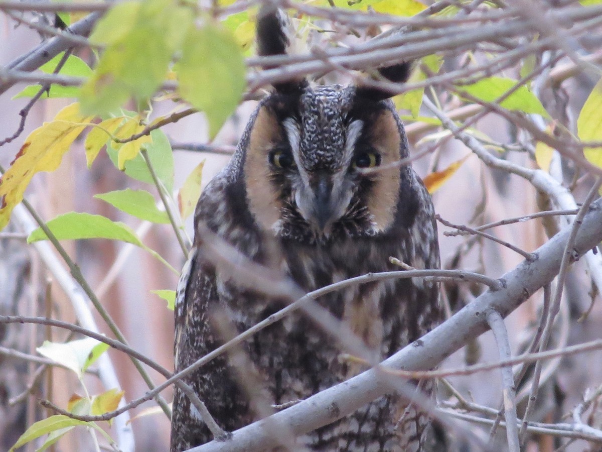 Long-eared Owl - ML194390191