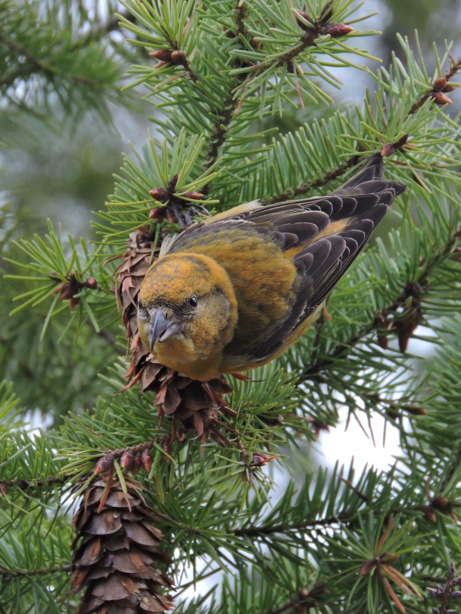 Red Crossbill - Aaron Roberge