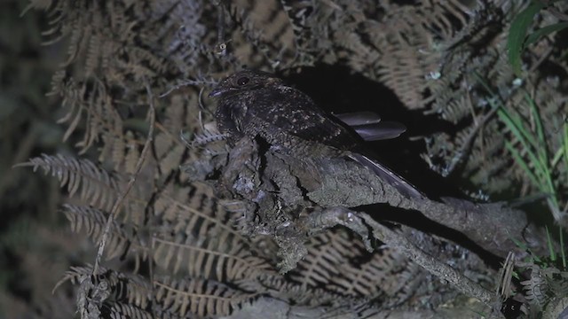 Lyre-tailed Nightjar - ML194394131