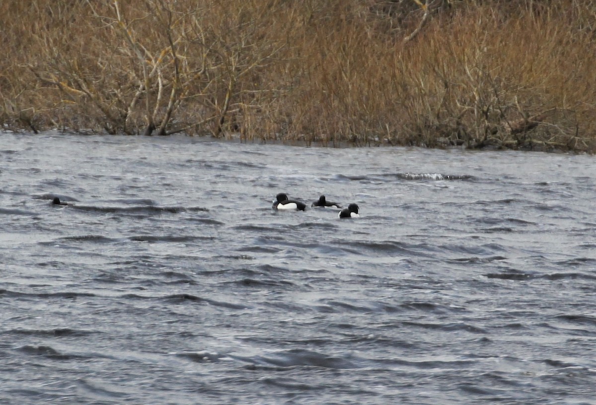 Tufted Duck - ML194396391