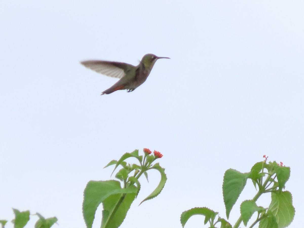 Ruby-topaz Hummingbird - Joan Baker