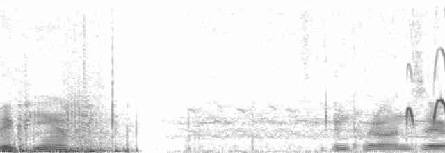 Océanite cul-blanc (leucorhous) - ML1944