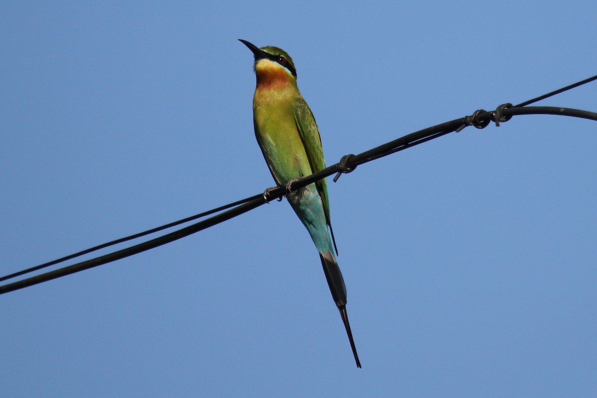 Blue-tailed Bee-eater - ML194400961