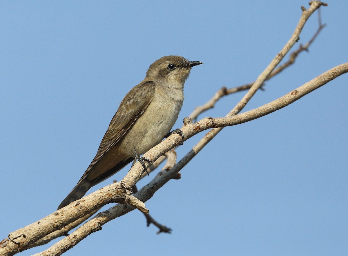 Black-eared Cuckoo - ML194403021