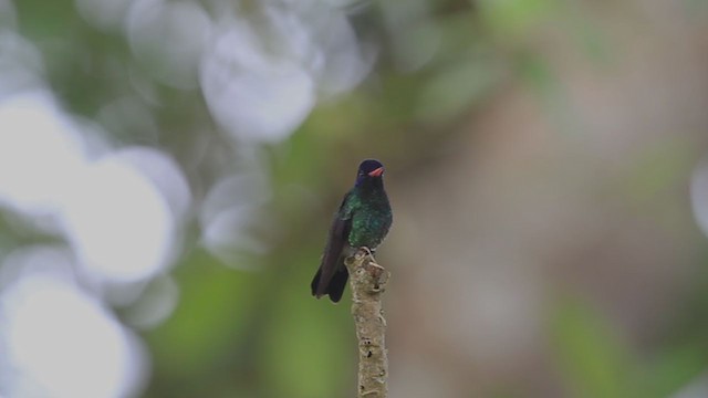 kolibřík modrohlavý - ML194403031