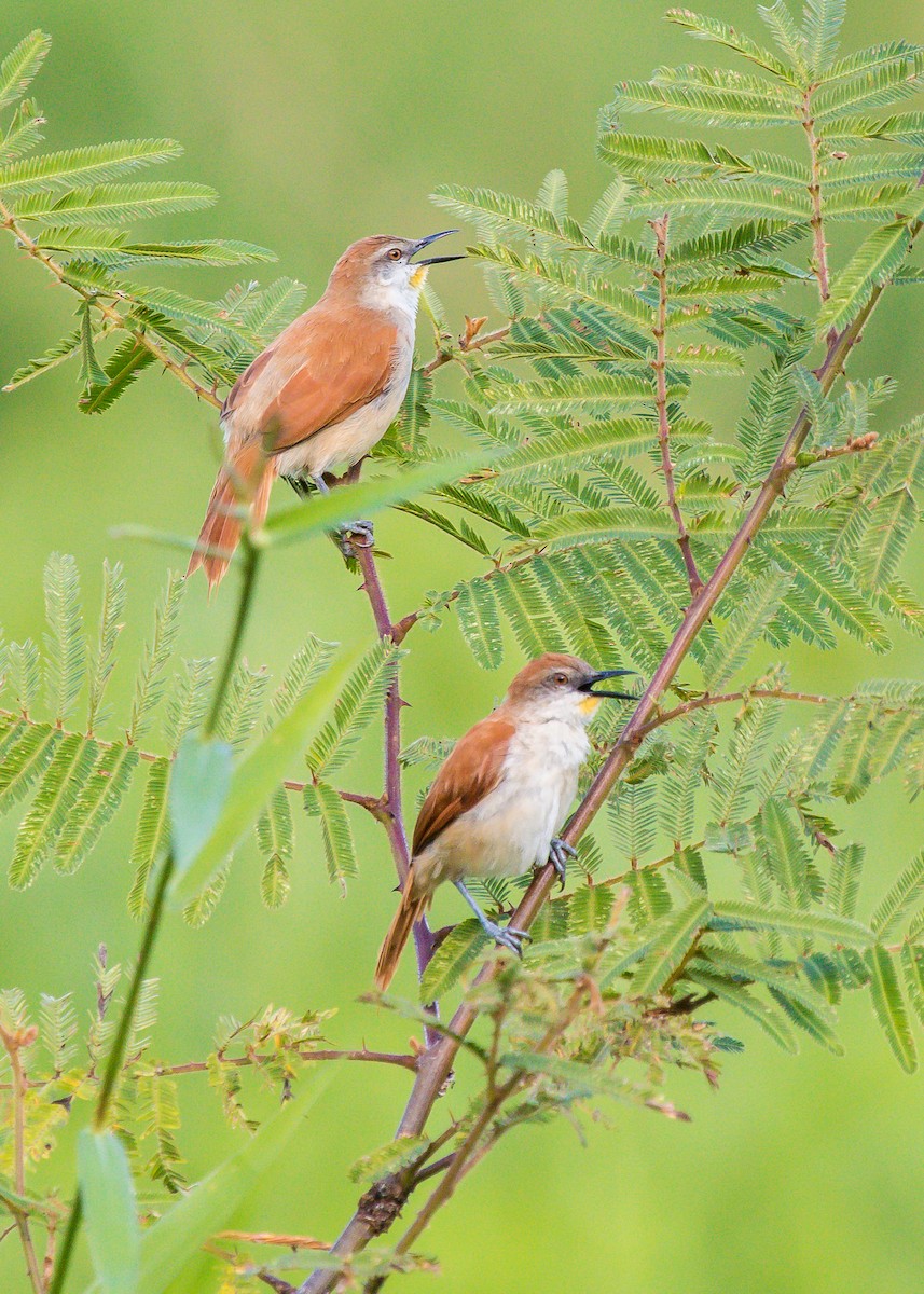 Yellow-chinned Spinetail - ML194403711