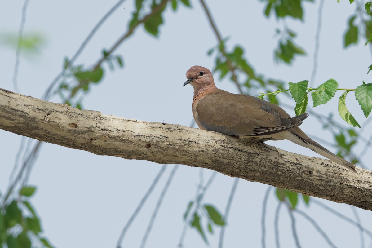 Laughing Dove - ML194406641
