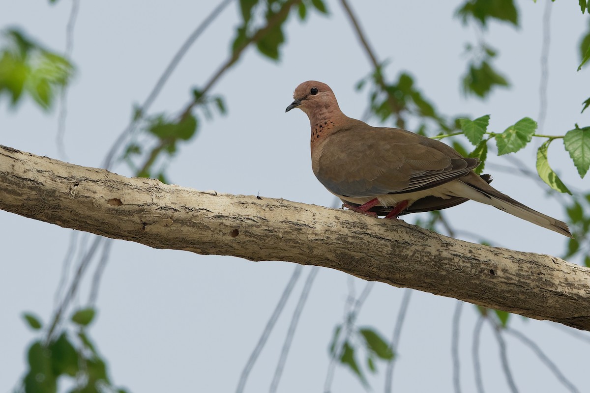 Laughing Dove - ML194406651