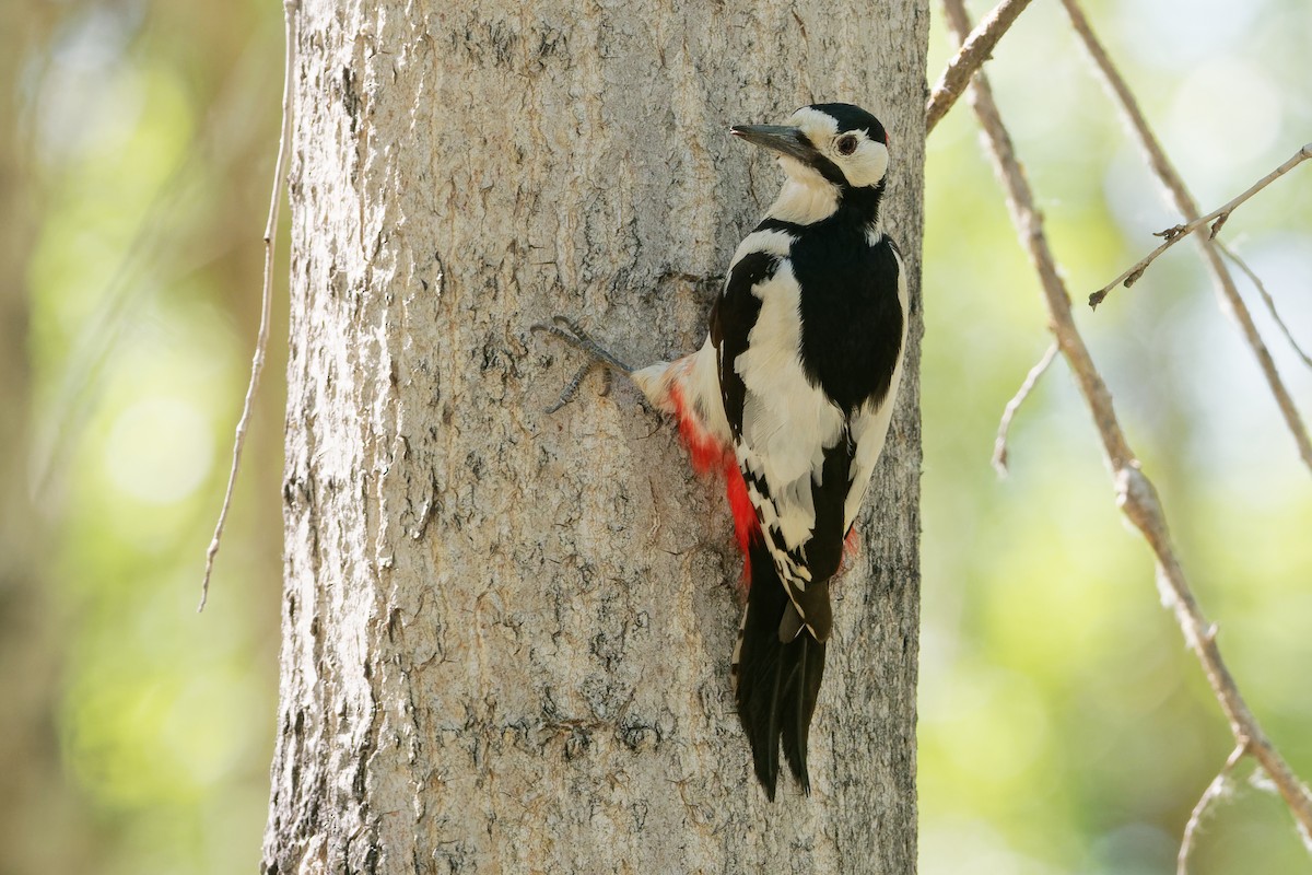 White-winged Woodpecker - ML194406791