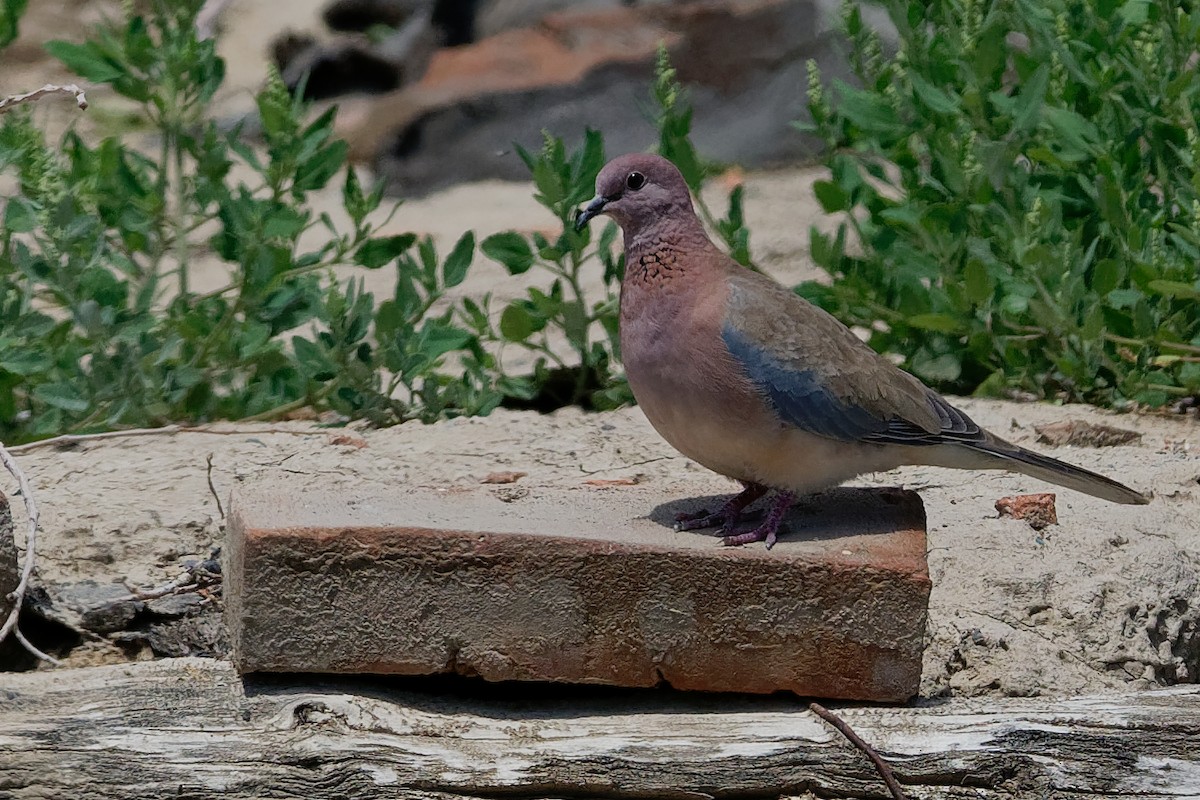 Laughing Dove - ML194406901
