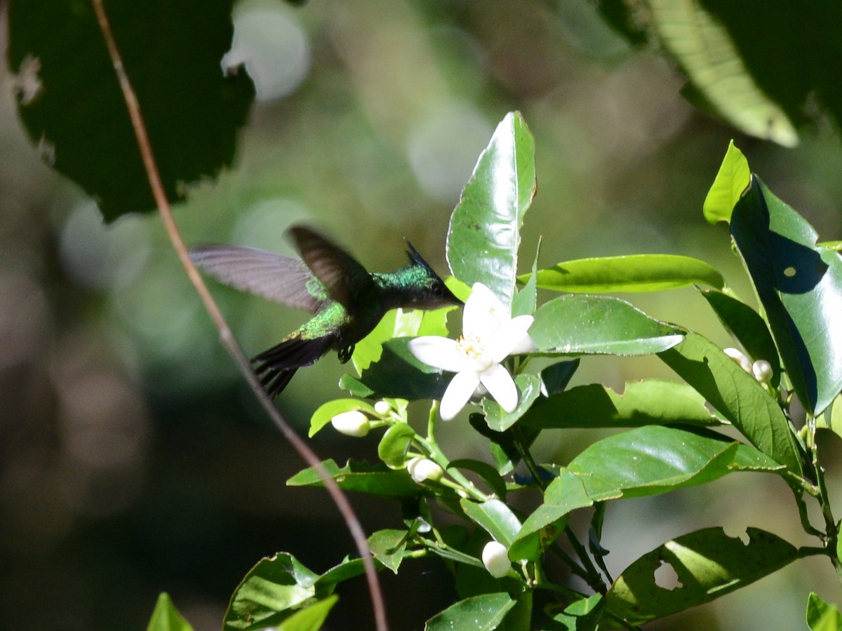 Antillean Crested Hummingbird - ML194407031