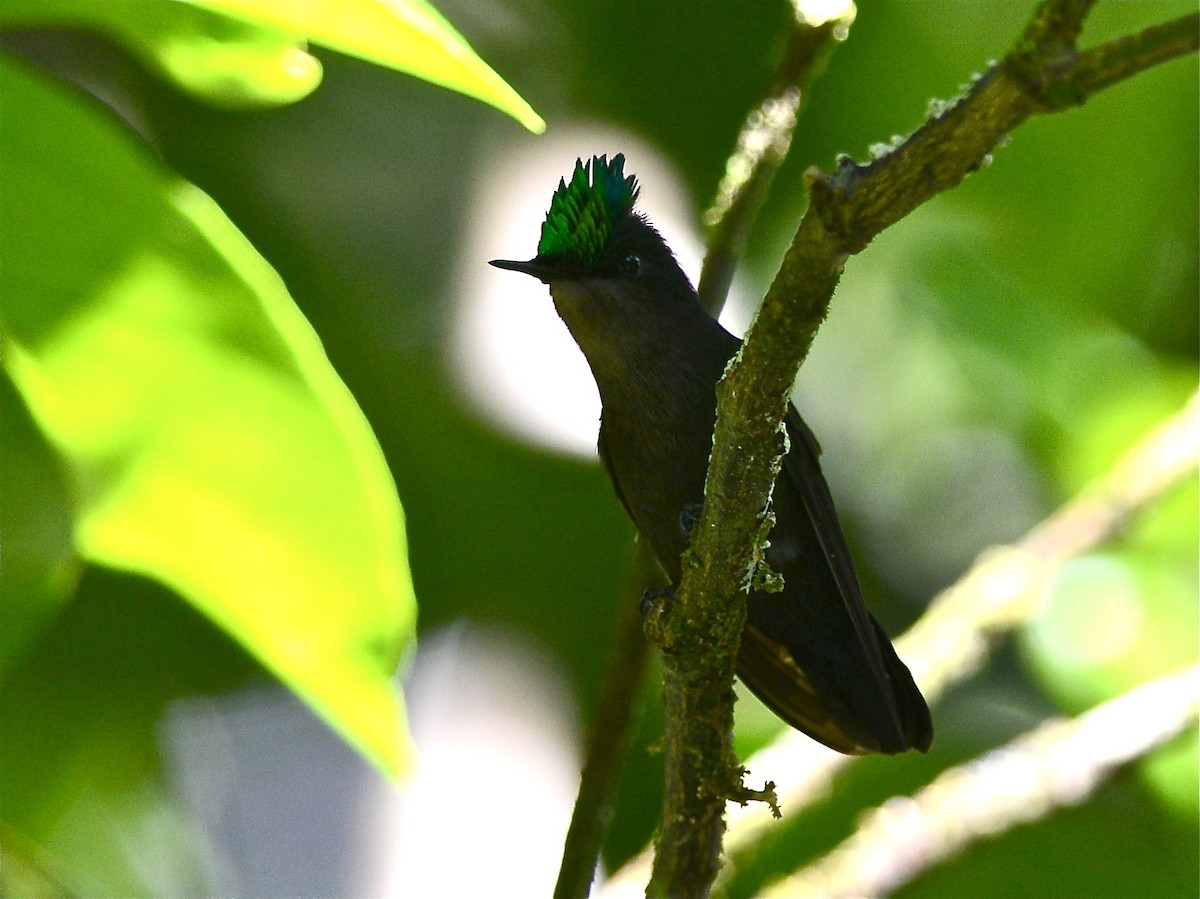 Antillean Crested Hummingbird - ML194407071