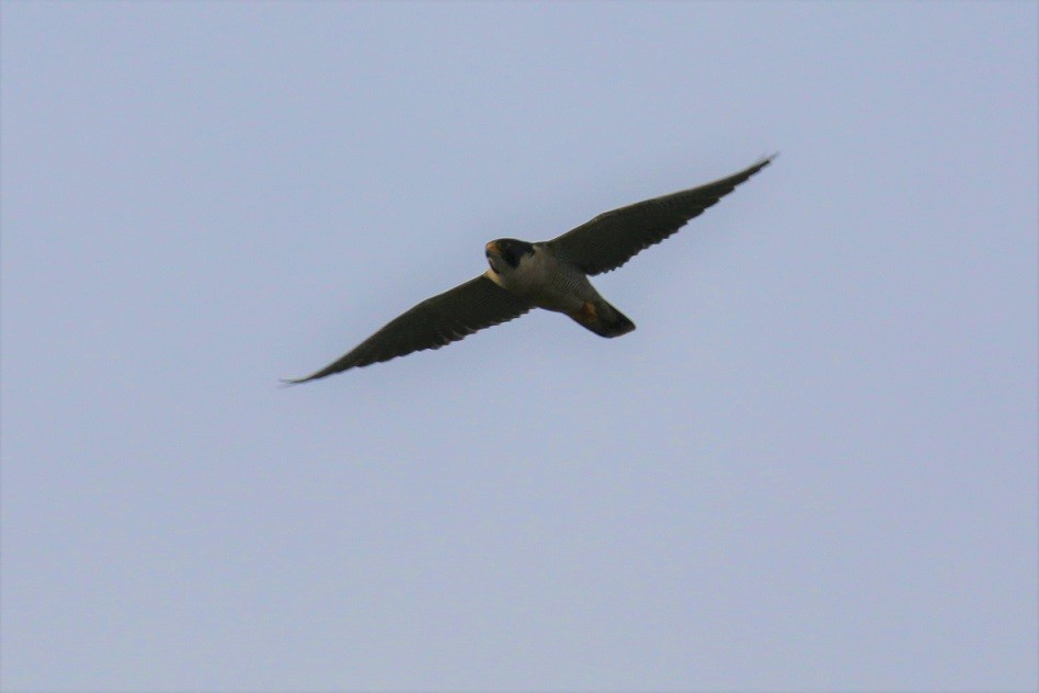Peregrine Falcon - Robin L.