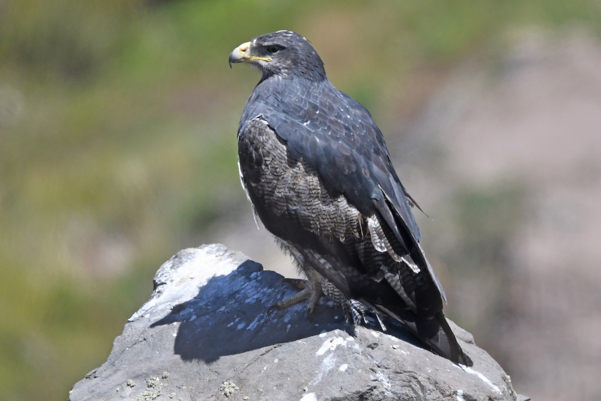 Black-chested Buzzard-Eagle - Marie O'Neill