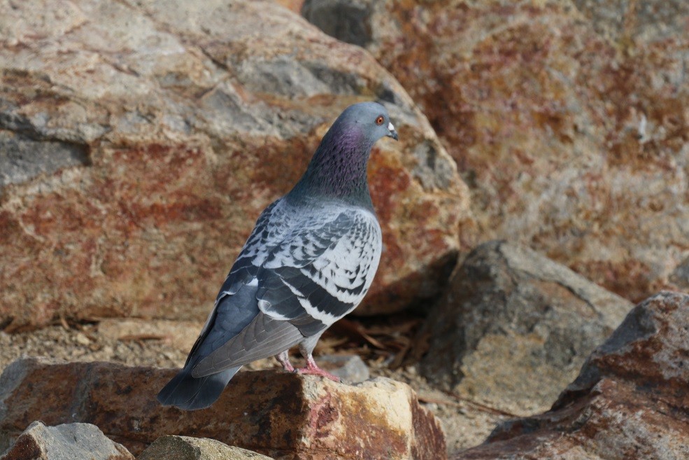 Rock Pigeon (Feral Pigeon) - Robin L.