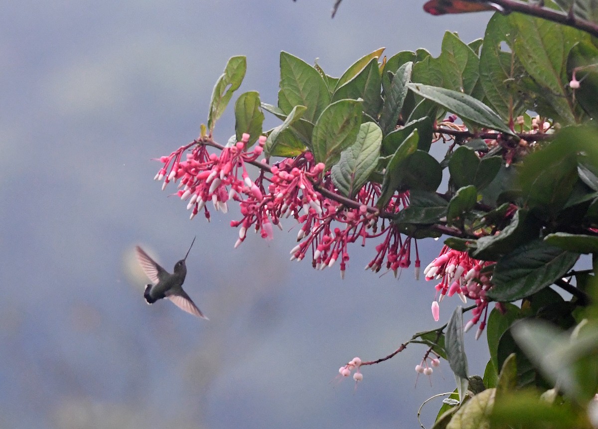 kolibřík zelenočelý - ML194412301