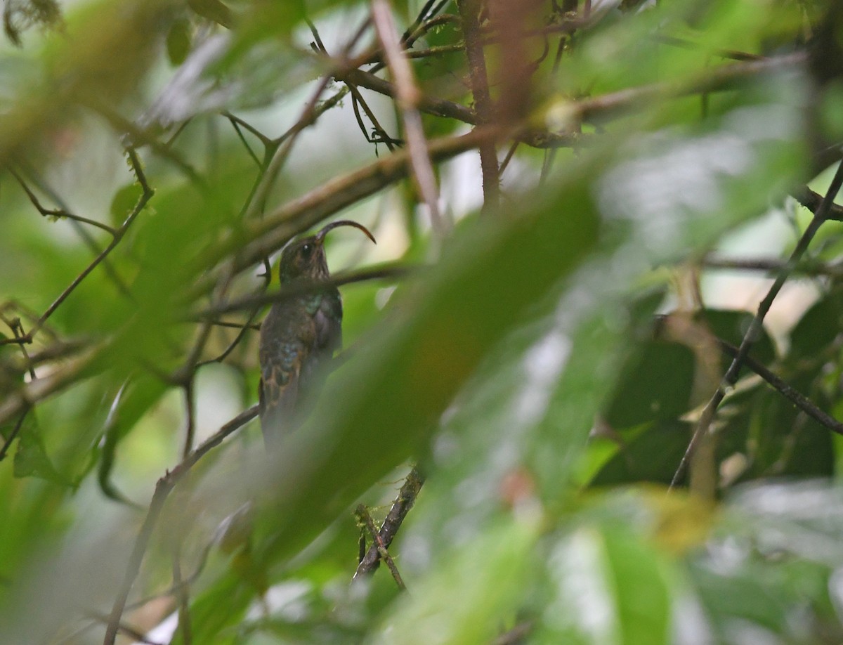 kolibřík rusoocasý - ML194412451