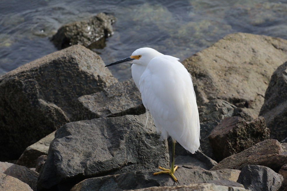 Snowy Egret - Robin L.