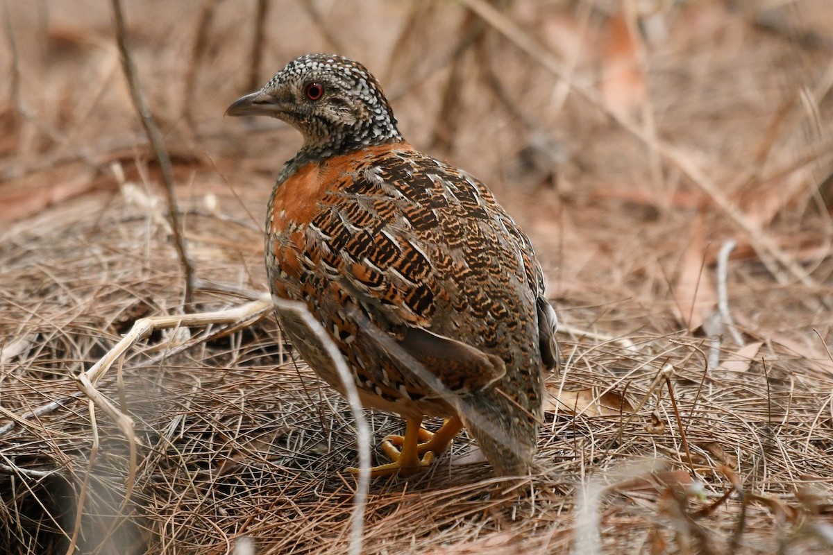 Painted Buttonquail - ML194414381