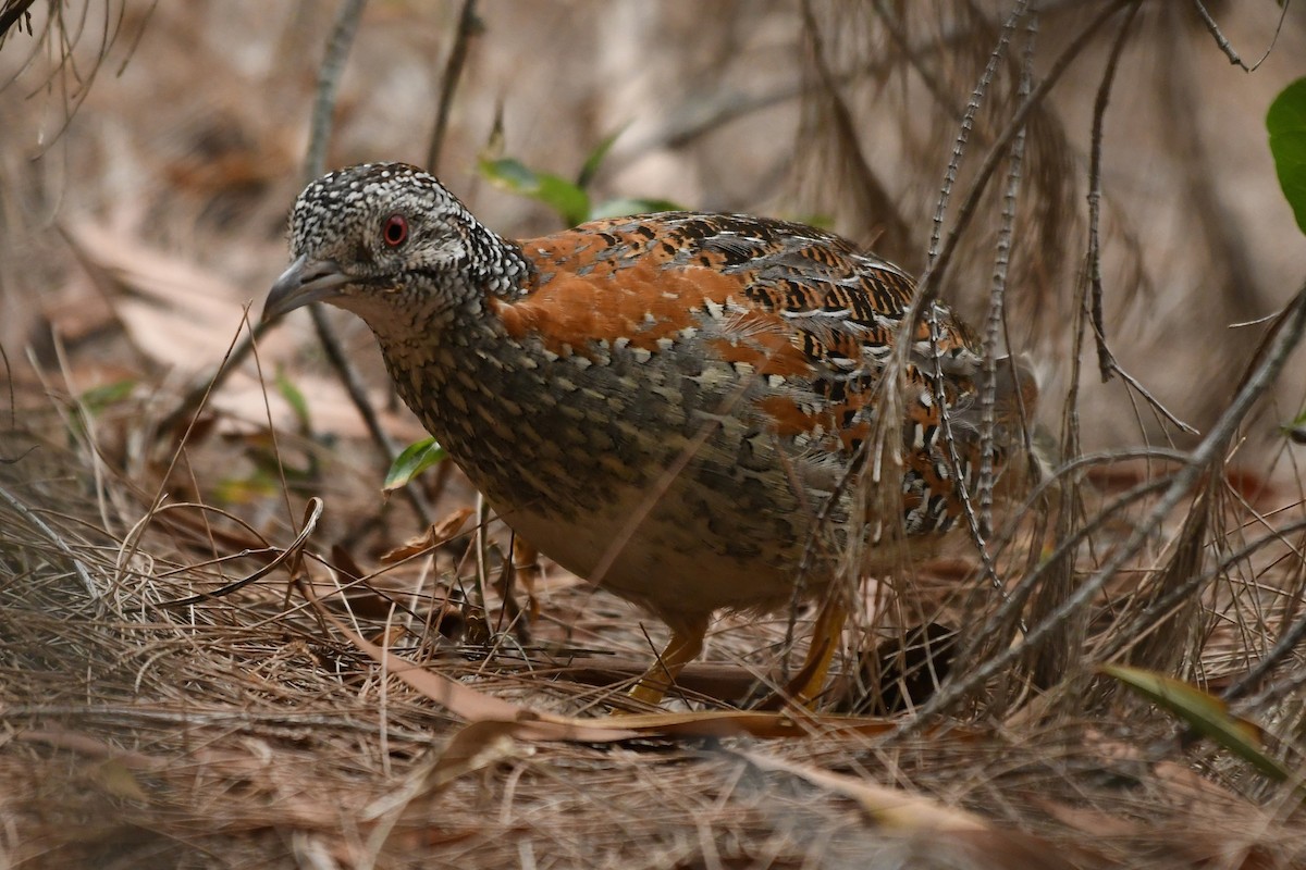Painted Buttonquail - ML194414391