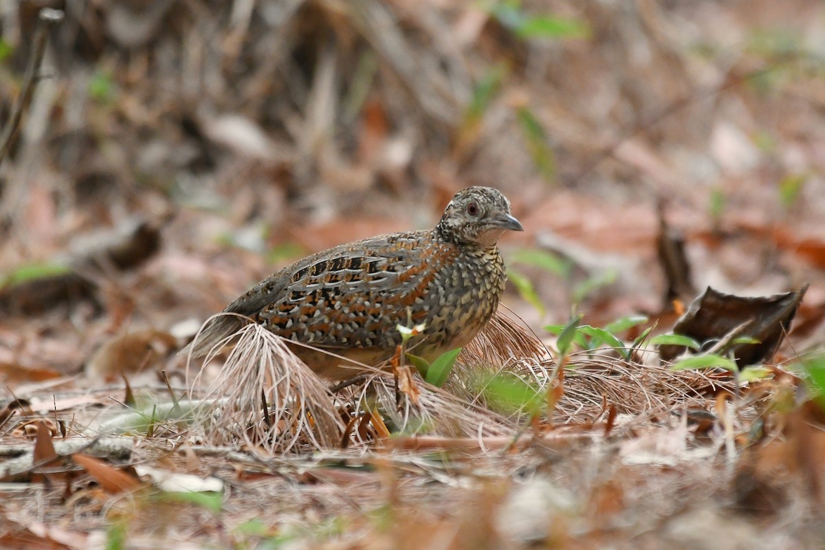 Painted Buttonquail - ML194414411