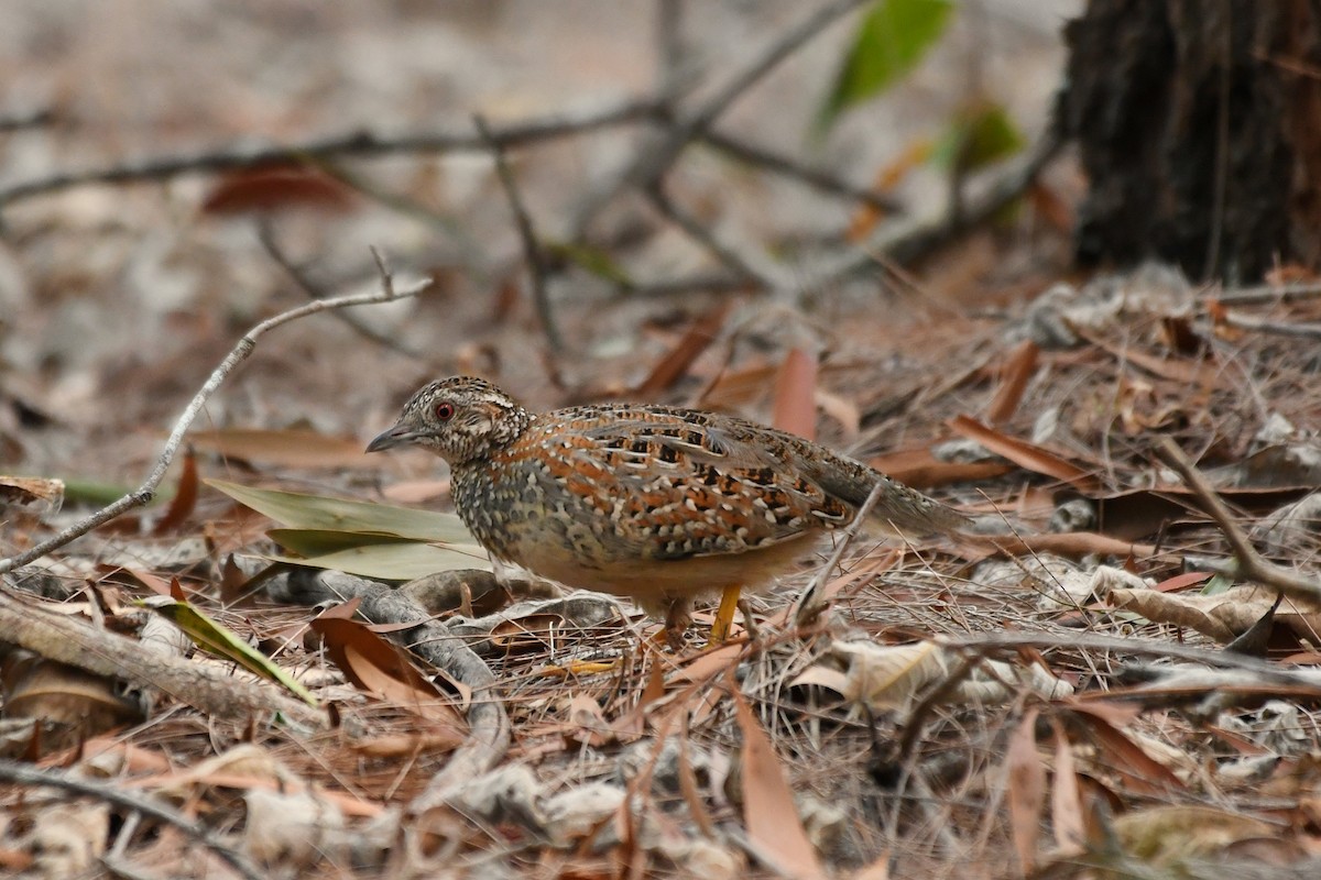 Painted Buttonquail - ML194414441