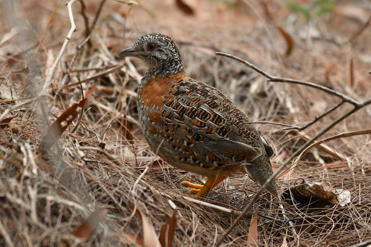 Painted Buttonquail - ML194414671
