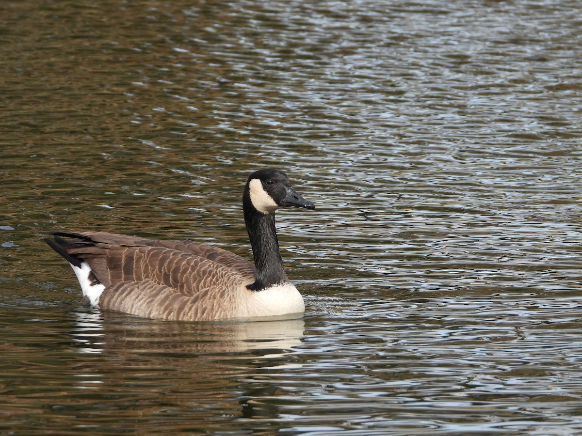 ML194416231 - Canada Goose - Macaulay Library