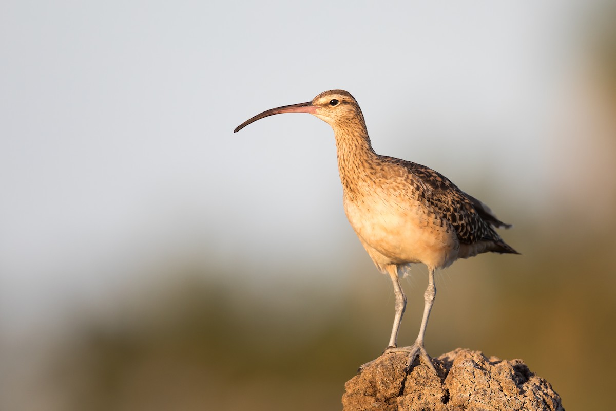 Bristle-thighed Curlew - ML194419261