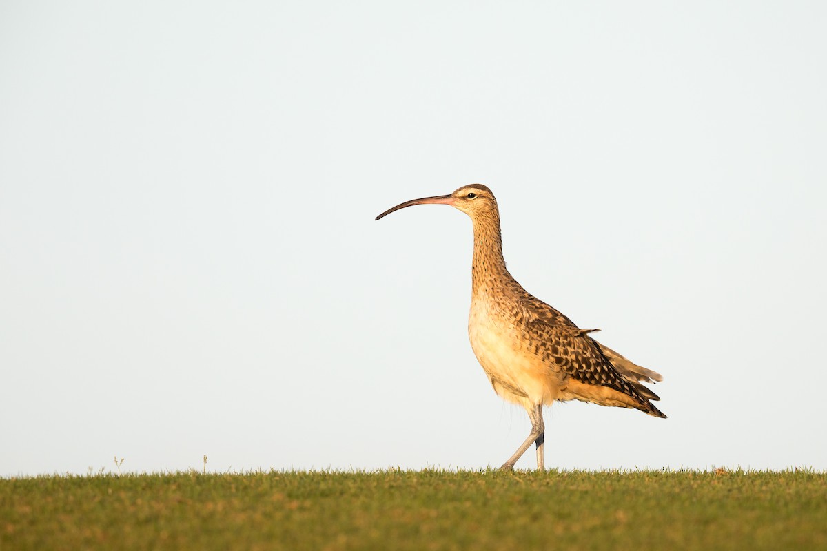 Bristle-thighed Curlew - ML194419281