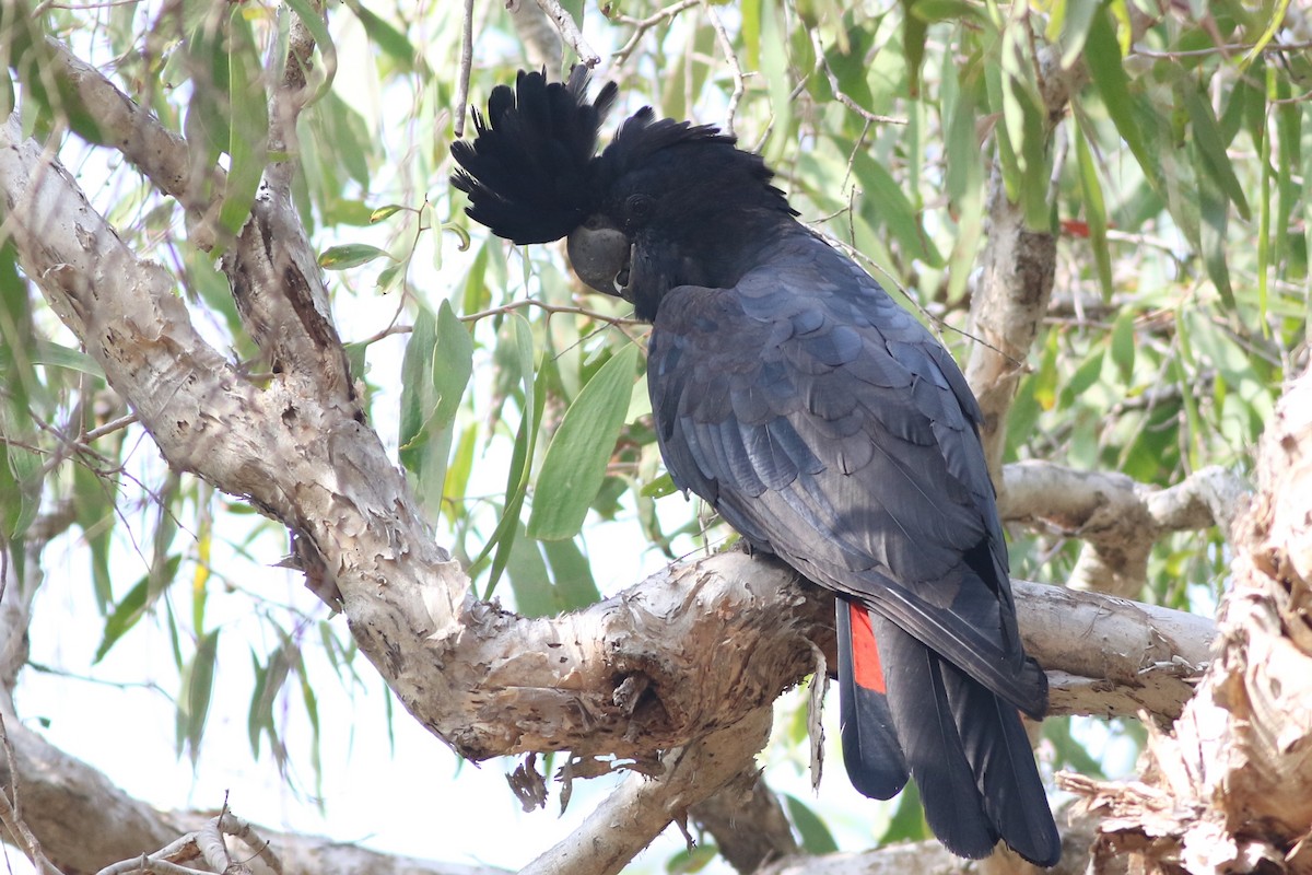 Red-tailed Black-Cockatoo - ML194423741