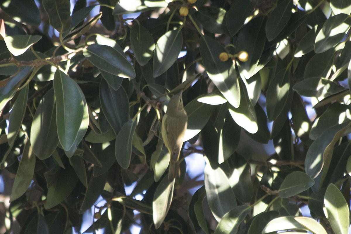 Orange-crowned Warbler - ML194424951