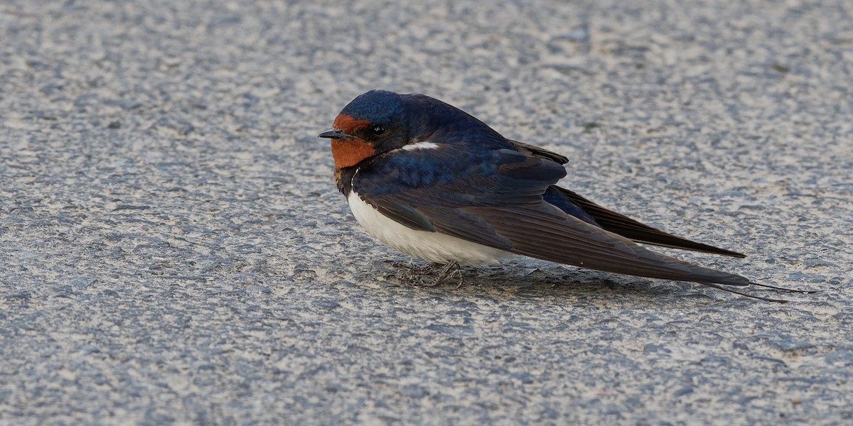 Barn Swallow (White-bellied) - ML194428041