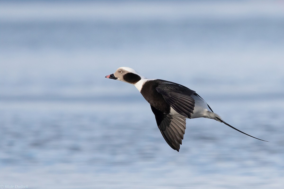 Long-tailed Duck - ML194428631