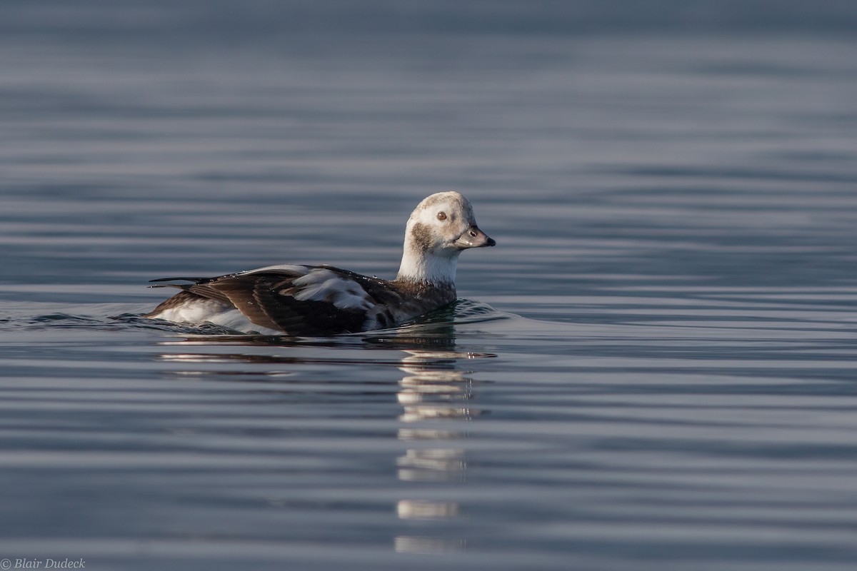 Long-tailed Duck - ML194428651
