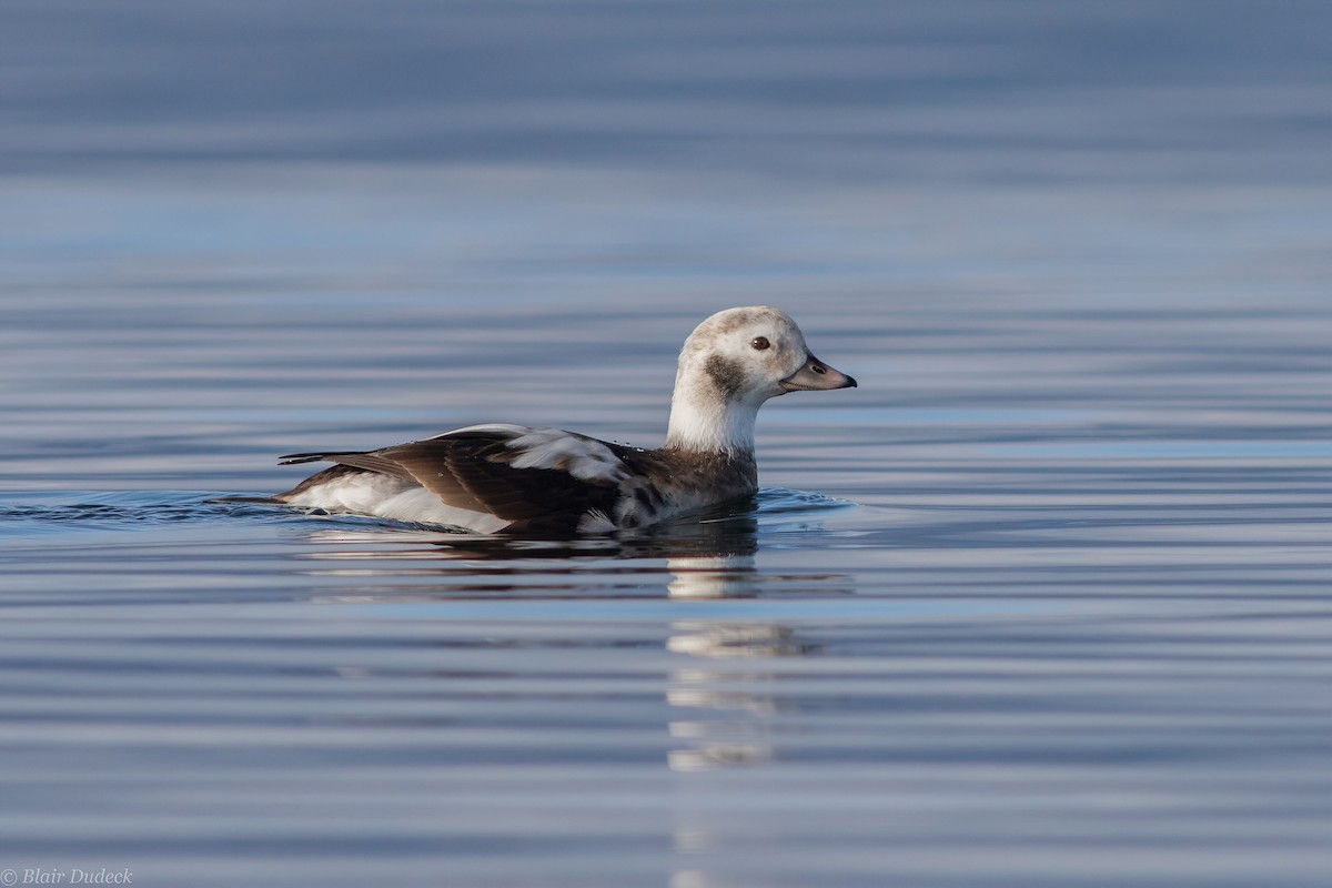 Long-tailed Duck - ML194428671