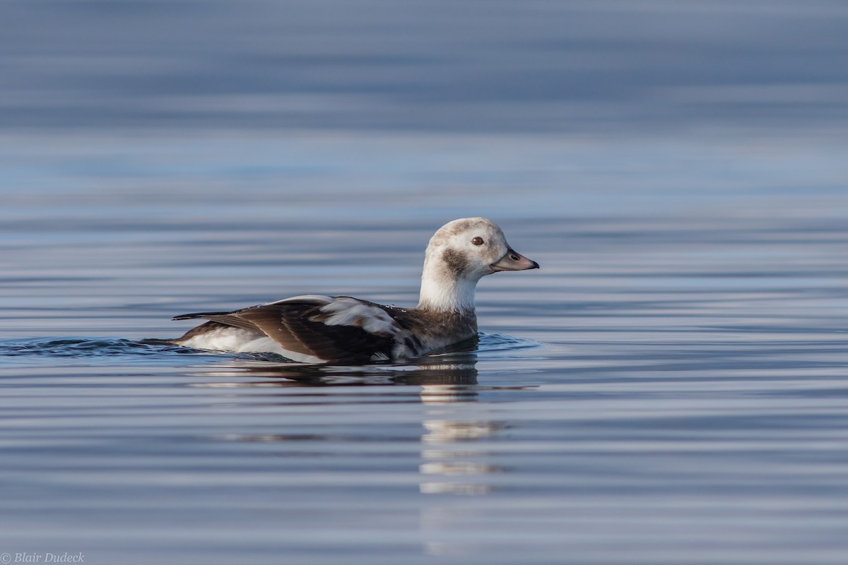 Long-tailed Duck - ML194428751