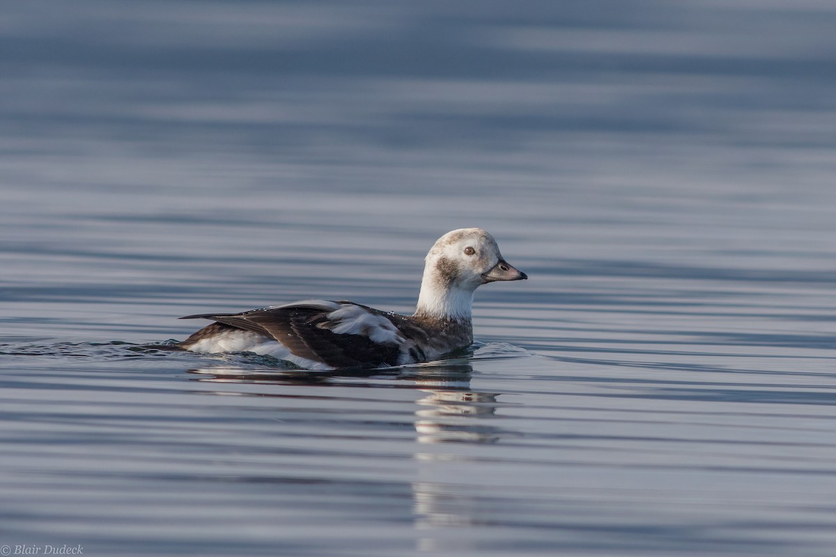 Long-tailed Duck - ML194428811