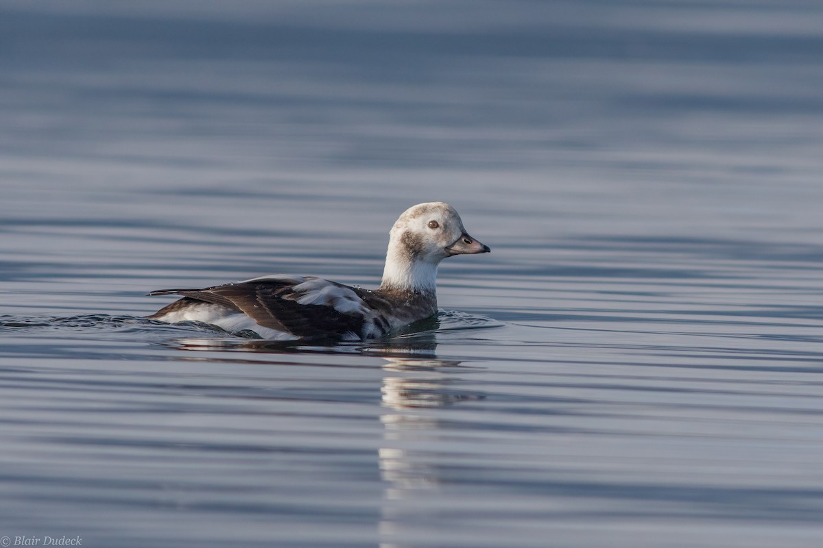 Long-tailed Duck - ML194428821