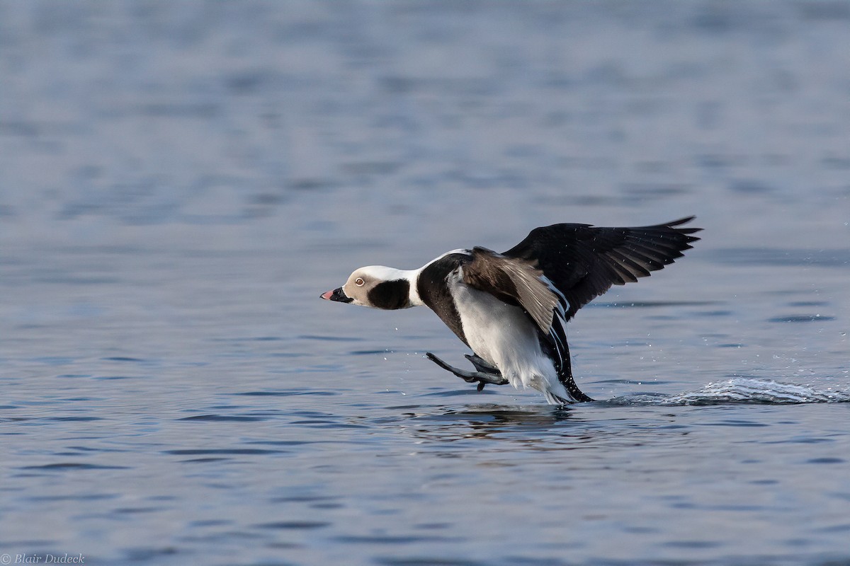 Long-tailed Duck - ML194429331
